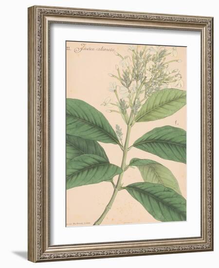 Indian Botanicals IV-Nathaniel Wallich-Framed Art Print