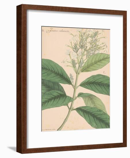 Indian Botanicals IV-Nathaniel Wallich-Framed Art Print