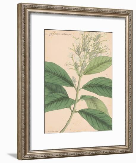 Indian Botanicals IV-Nathaniel Wallich-Framed Art Print