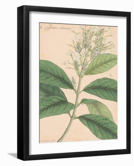 Indian Botanicals IV-Nathaniel Wallich-Framed Art Print