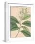 Indian Botanicals IV-Nathaniel Wallich-Framed Art Print