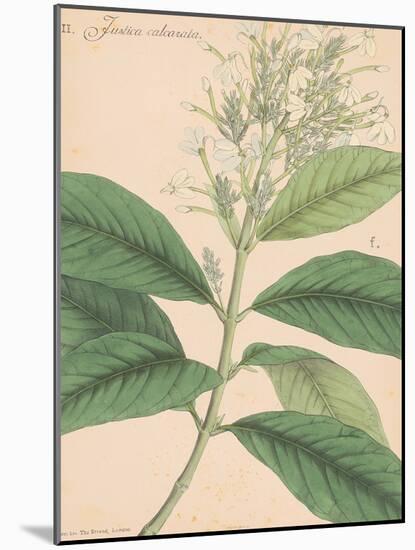 Indian Botanicals IV-Nathaniel Wallich-Mounted Art Print