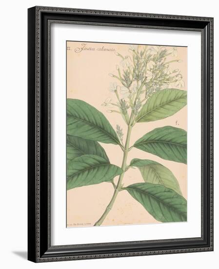 Indian Botanicals IV-Nathaniel Wallich-Framed Art Print