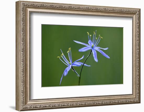 Indian Camas, Tuolumne Meadows, Yosemite National Park, California-Adam Jones-Framed Photographic Print