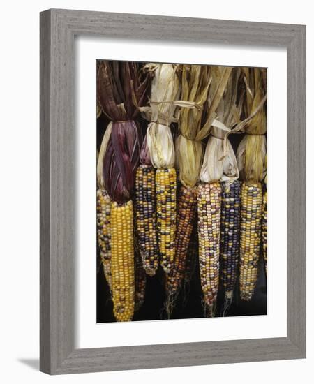 Indian Corn on Display, Acton, Massachusetts, USA-Merrill Images-Framed Photographic Print