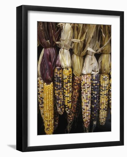 Indian Corn on Display, Acton, Massachusetts, USA-Merrill Images-Framed Photographic Print