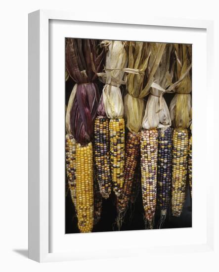 Indian Corn on Display, Acton, Massachusetts, USA-Merrill Images-Framed Photographic Print