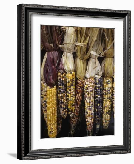 Indian Corn on Display, Acton, Massachusetts, USA-Merrill Images-Framed Photographic Print