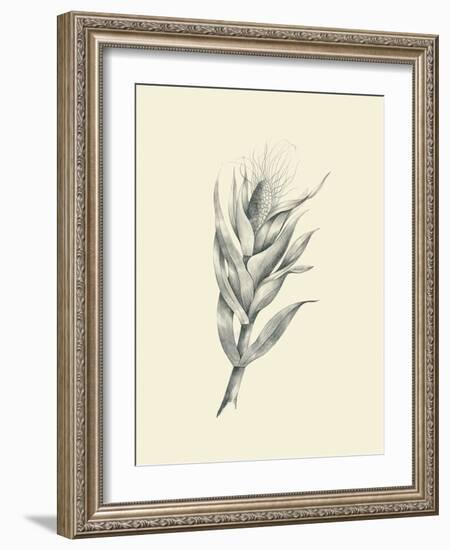 Indian Corn-Maria Mendez-Framed Art Print