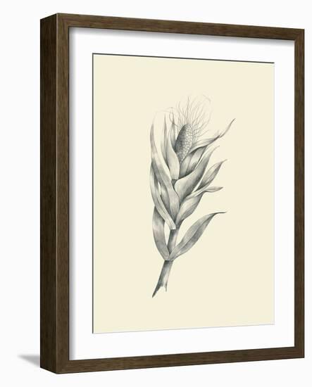 Indian Corn-Maria Mendez-Framed Art Print