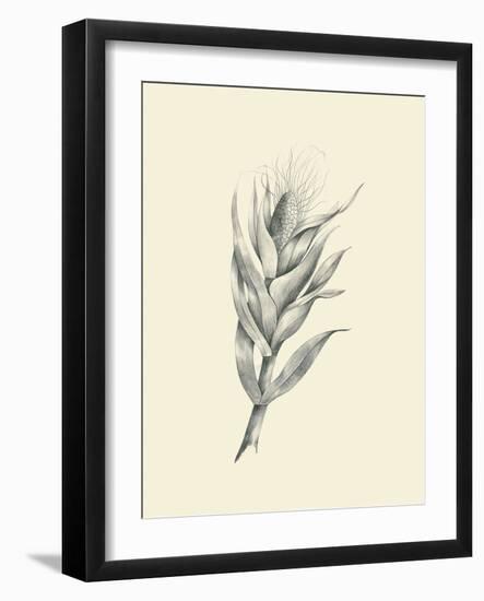 Indian Corn-Maria Mendez-Framed Art Print