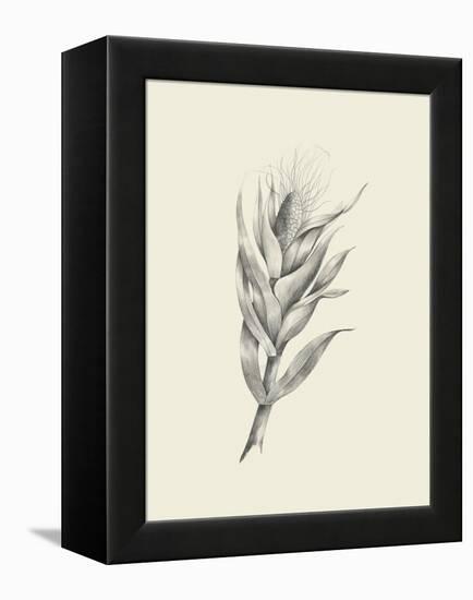 Indian Corn-Maria Mendez-Framed Stretched Canvas