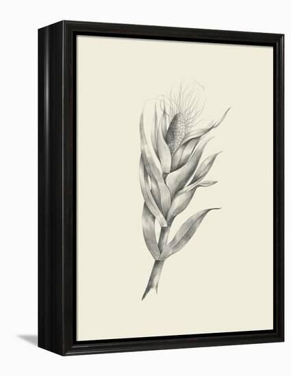 Indian Corn-Maria Mendez-Framed Stretched Canvas