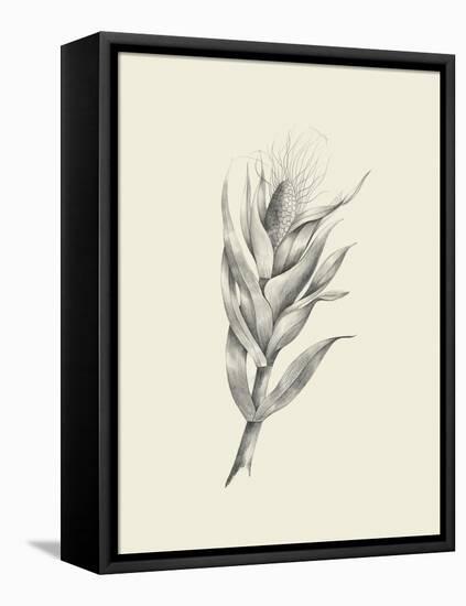 Indian Corn-Maria Mendez-Framed Stretched Canvas