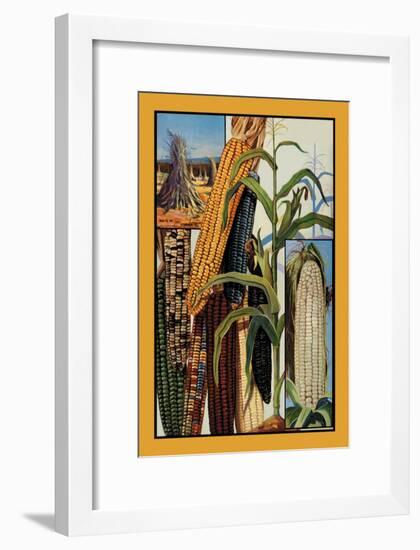 Indian Corn-null-Framed Art Print