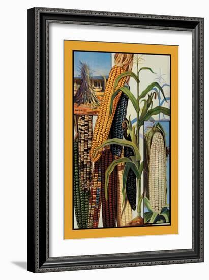 Indian Corn-null-Framed Art Print