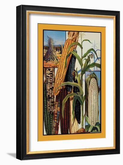 Indian Corn-null-Framed Art Print