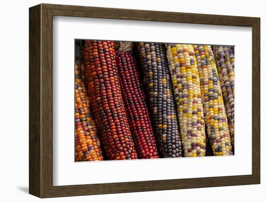 Indian corn-Jim Engelbrecht-Framed Photographic Print