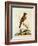 Indian Crested Butcher Bird, May 1742-George Edwards-Framed Giclee Print