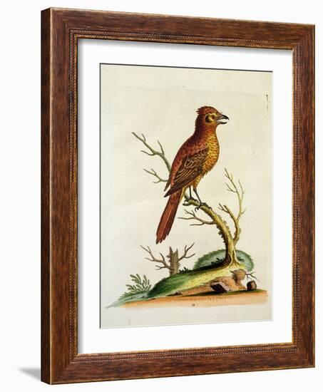 Indian Crested Butcher Bird, May 1742-George Edwards-Framed Giclee Print