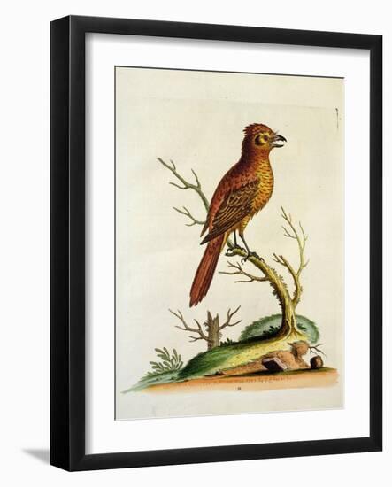 Indian Crested Butcher Bird, May 1742-George Edwards-Framed Giclee Print