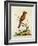 Indian Crested Butcher Bird, May 1742-George Edwards-Framed Giclee Print