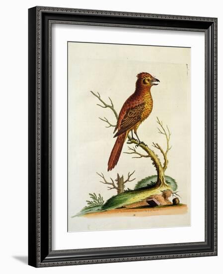 Indian Crested Butcher Bird, May 1742-George Edwards-Framed Giclee Print