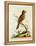 Indian Crested Butcher Bird, May 1742-George Edwards-Framed Premier Image Canvas