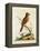 Indian Crested Butcher Bird, May 1742-George Edwards-Framed Premier Image Canvas