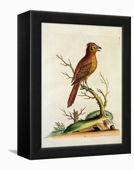 Indian Crested Butcher Bird, May 1742-George Edwards-Framed Premier Image Canvas