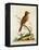 Indian Crested Butcher Bird, May 1742-George Edwards-Framed Premier Image Canvas