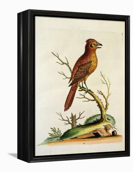 Indian Crested Butcher Bird, May 1742-George Edwards-Framed Premier Image Canvas