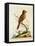 Indian Crested Butcher Bird, May 1742-George Edwards-Framed Premier Image Canvas