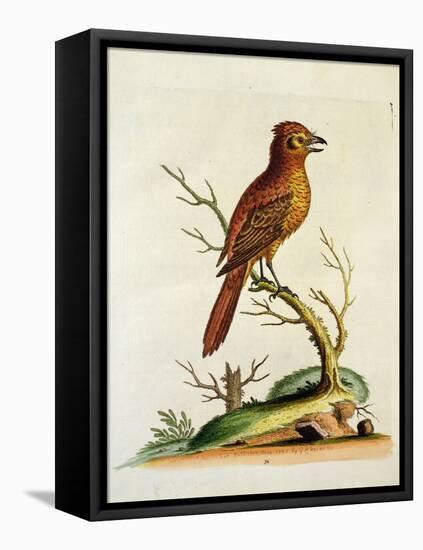 Indian Crested Butcher Bird, May 1742-George Edwards-Framed Premier Image Canvas