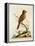 Indian Crested Butcher Bird, May 1742-George Edwards-Framed Premier Image Canvas