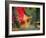 Indian Cultural Dances, Port of Spain, Trinidad, Caribbean-Greg Johnston-Framed Photographic Print