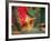 Indian Cultural Dances, Port of Spain, Trinidad, Caribbean-Greg Johnston-Framed Photographic Print