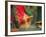 Indian Cultural Dances, Port of Spain, Trinidad, Caribbean-Greg Johnston-Framed Photographic Print