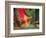 Indian Cultural Dances, Port of Spain, Trinidad, Caribbean-Greg Johnston-Framed Photographic Print