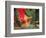 Indian Cultural Dances, Port of Spain, Trinidad, Caribbean-Greg Johnston-Framed Photographic Print