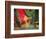 Indian Cultural Dances, Port of Spain, Trinidad, Caribbean-Greg Johnston-Framed Photographic Print