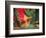 Indian Cultural Dances, Port of Spain, Trinidad, Caribbean-Greg Johnston-Framed Photographic Print