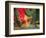 Indian Cultural Dances, Port of Spain, Trinidad, Caribbean-Greg Johnston-Framed Photographic Print