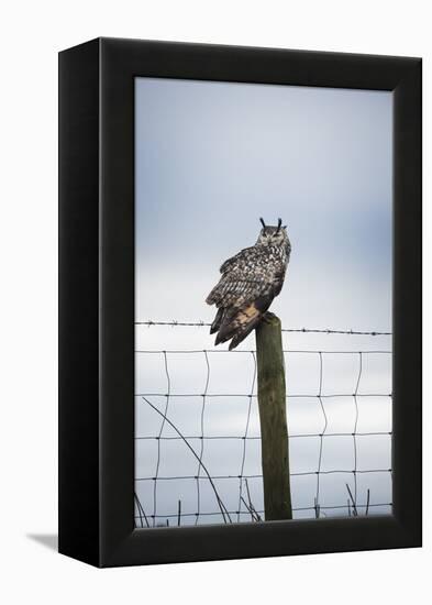 Indian Eagle Owl (Bubo Bengalensis), Herefordshire, England, United Kingdom-Janette Hill-Framed Premier Image Canvas