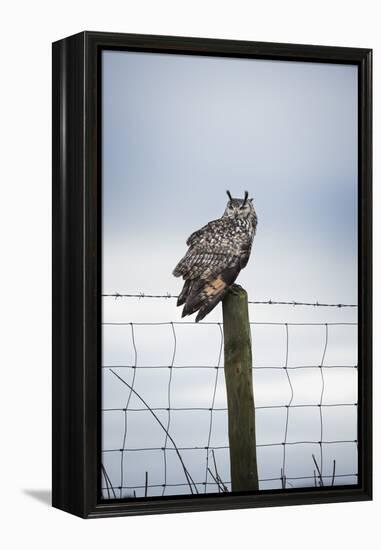 Indian Eagle Owl (Bubo Bengalensis), Herefordshire, England, United Kingdom-Janette Hill-Framed Premier Image Canvas