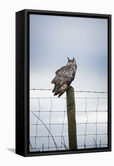 Indian Eagle Owl (Bubo Bengalensis), Herefordshire, England, United Kingdom-Janette Hill-Framed Premier Image Canvas