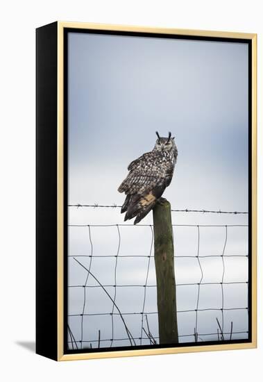 Indian Eagle Owl (Bubo Bengalensis), Herefordshire, England, United Kingdom-Janette Hill-Framed Premier Image Canvas