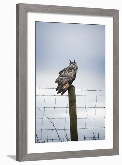 Indian Eagle Owl (Bubo Bengalensis), Herefordshire, England, United Kingdom-Janette Hill-Framed Photographic Print