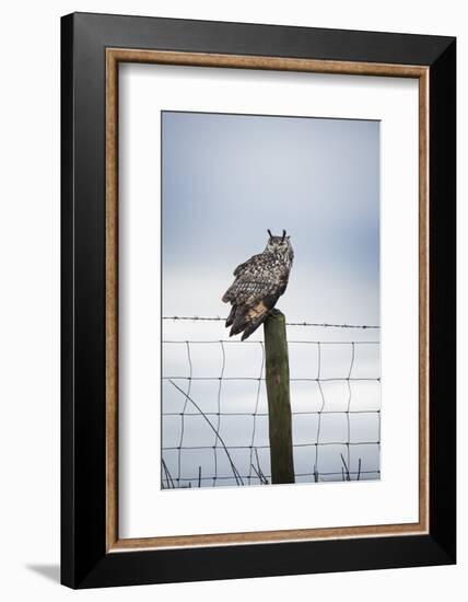 Indian Eagle Owl (Bubo Bengalensis), Herefordshire, England, United Kingdom-Janette Hill-Framed Photographic Print