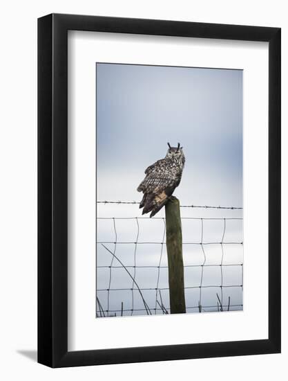 Indian Eagle Owl (Bubo Bengalensis), Herefordshire, England, United Kingdom-Janette Hill-Framed Photographic Print